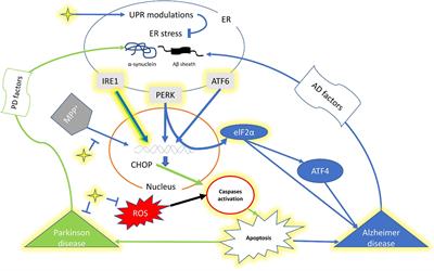 The Interplay of the Unfolded Protein Response in Neurodegenerative Diseases: A Therapeutic Role of Curcumin